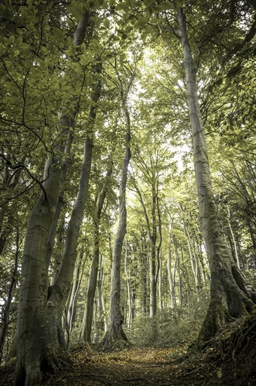 Ancient Beech (Fagus) along the lower shore path from Lohme to Koenigstuhl