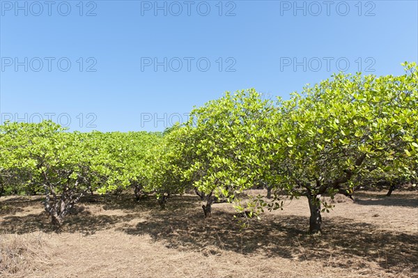 Cashew (Anacardium occidentale) trees on a plantation