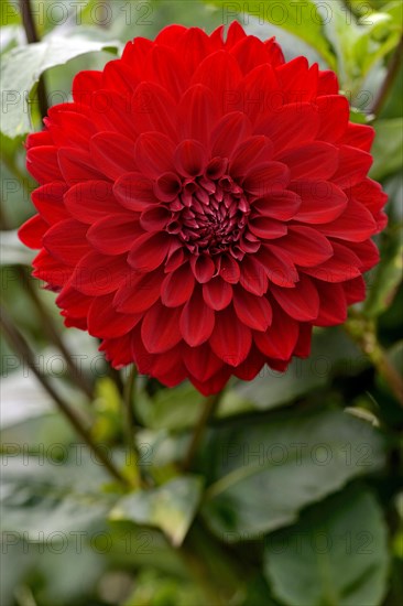 Dahlia (Dahlia)