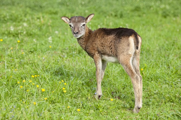 European Mouflon (Ovis ammon Musimon)