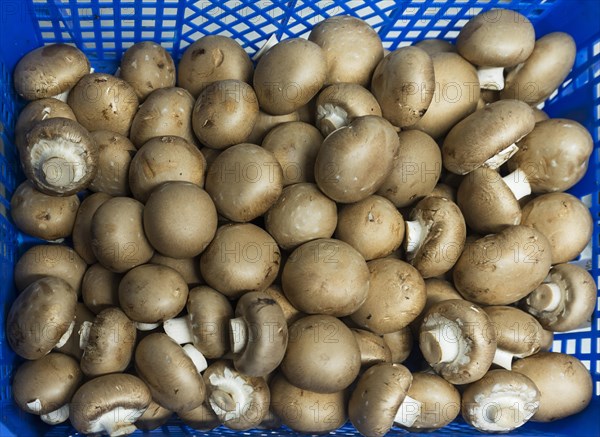 Fresh Common mushrooms (Agaricus bisporus) in a basket
