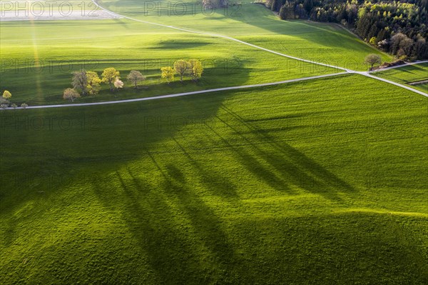Driveways through meadows in the morning light
