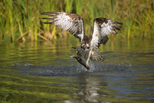 Osprey (Pandion haliaetus) taking flight after a successful hunt with Rainbow Trout (Oncorhynchus mykiss) as prey