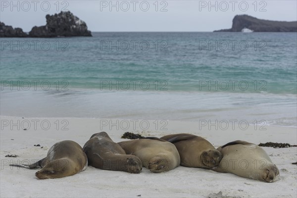 Sleeping Galapagos Sea Lions (Zalophus wollebaeki)