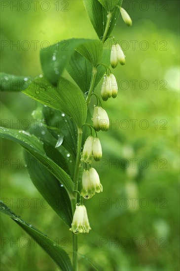 Solomon's Seal