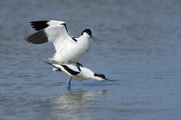 Pied Avocets (Recurvirostra avosetta)