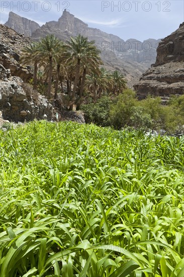 Oasis with date palms and green fields