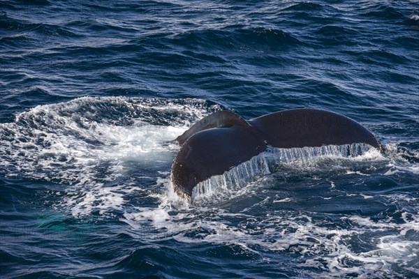 Fluke of a Humpback Whale (Megaptera novaeangliae)