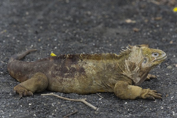 Galapagos Land Iguana (Conolophus subcristatus)
