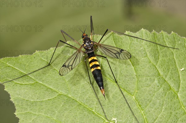 True Crane Fly (Ctenophora sp.)