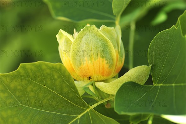 Tulip Tree (Liriodendron tulipifera)