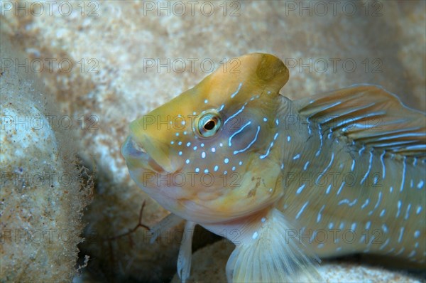Peacock Blenny (Salaria pavo)