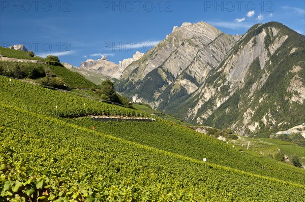 Viticulture terraces
