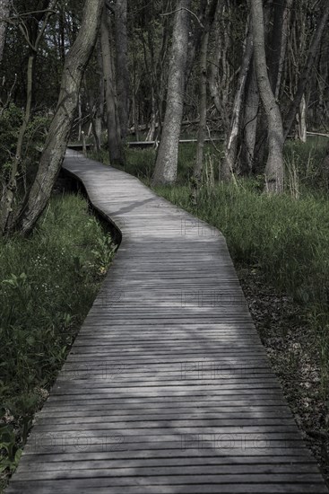 Boardwalk through the forest
