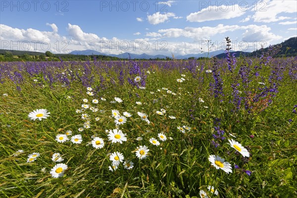Flower meadow with Daisies (Leucanthemum) and Meadow Sage (Salvia pratensis)