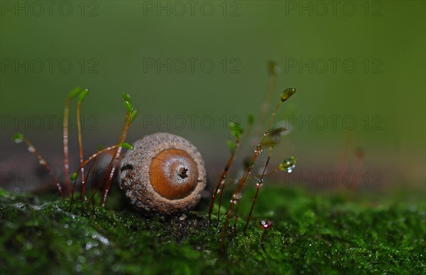 Acorn lying on moss