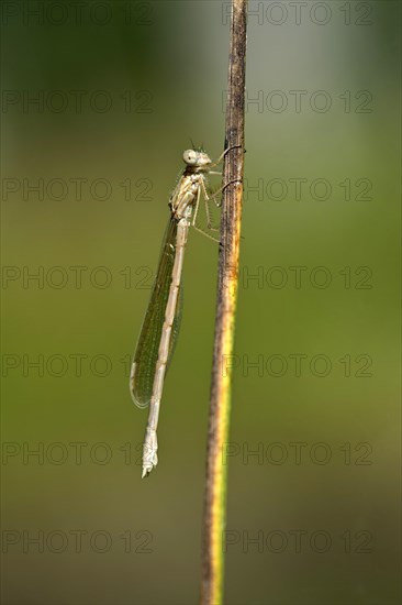 Common Winter Damselfly (Sympecma fusca)