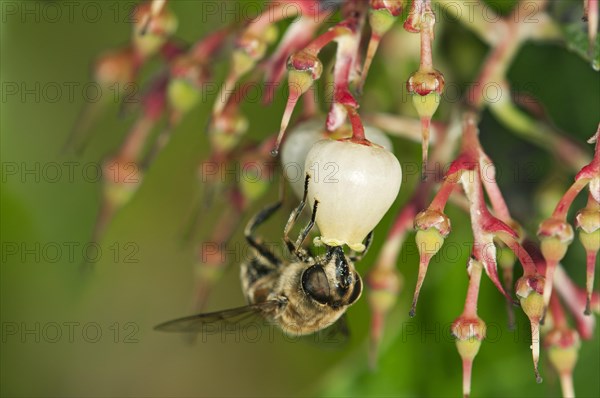 Short-tongued Hoverfly (Villa spec.) drinking from a flower of the Western Strawberry Tree (Arbutus unedo)