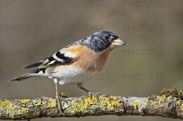 Brambling (Fringilla montifringilla)