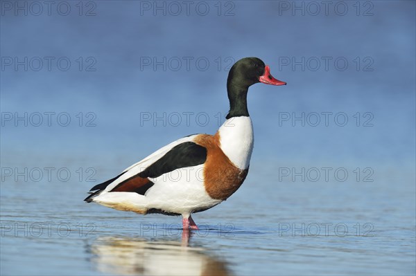 Common Shelduck (Tadorna tadorna)