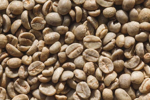 Unroasted coffee beans