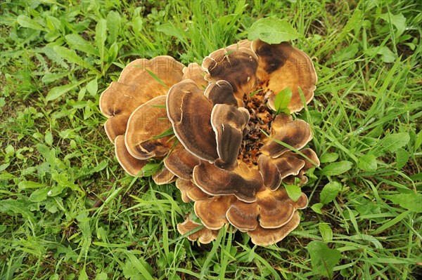 Giant Polypore or Black-staining Polypore (Meripilus giganteus)