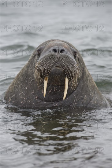Walrus (Odobenus rosmarus)