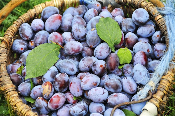Freshly picked plums in a basket