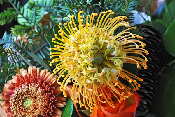 Flower of a Protea or Banksia (Proteaceae)