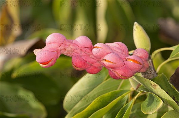Yulan magnolia (Magnolia denudata)