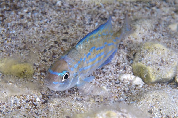 Picarel (Spicara smaris)