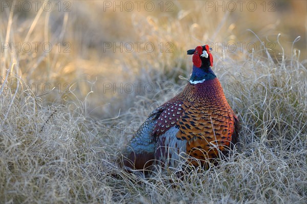 Common Pheasant (Phasianus colchicus)