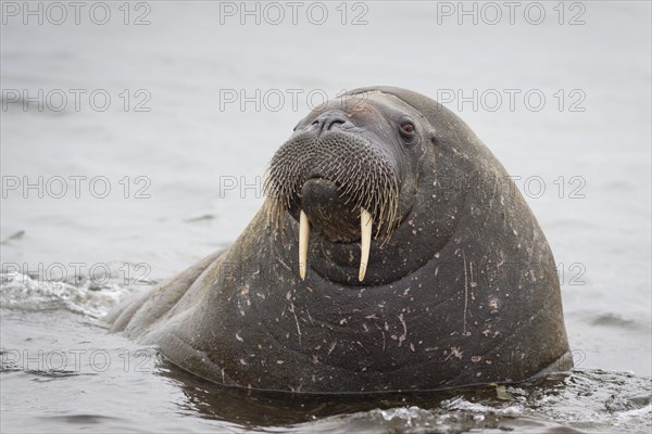 Walrus (Odobenus rosmarus)