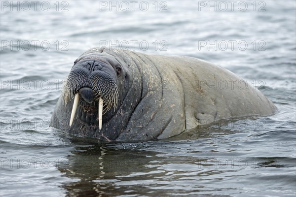 Walrus (Odobenus rosmarus)