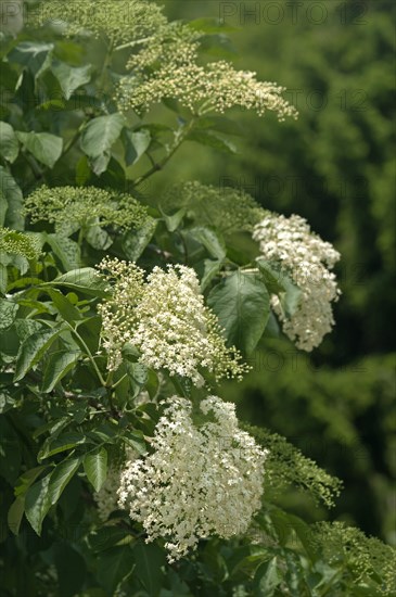 Inflorescence of Black Elder or Elderberry (Sambucus nigra)