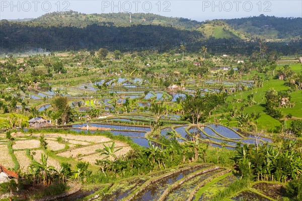 Rice fields