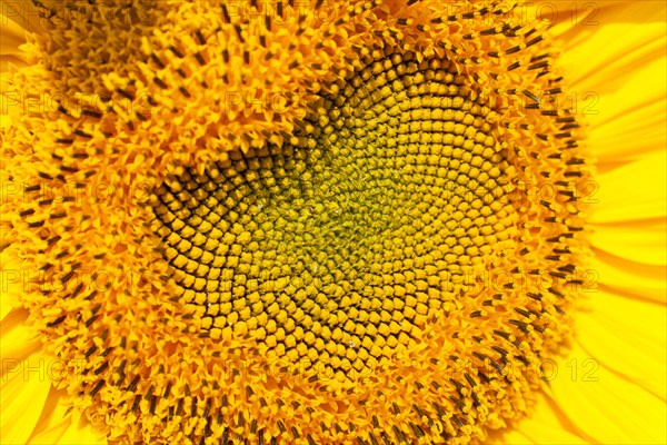Seed head of a Sunflower (Helianthus annuus)