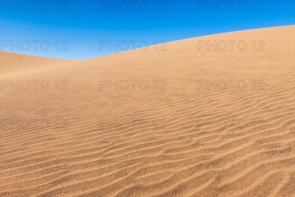 Dune belt of Long Beach