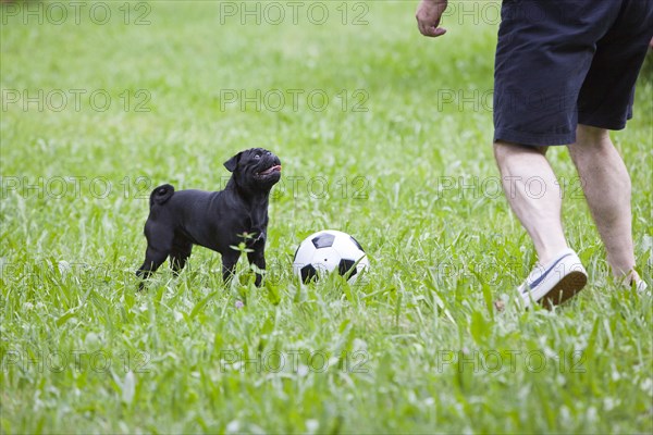 Man playing football with a pug on a grass field