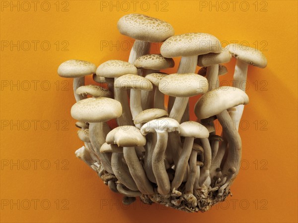 Organic Hon-Shimeji mushrooms (Lyophyllum shimeji)