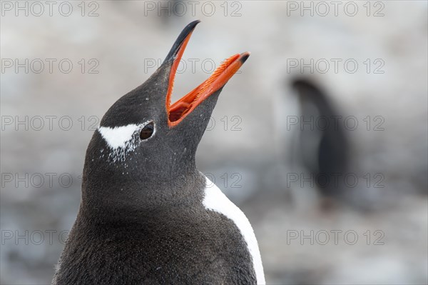 Gentoo Penguin (Pygoscelis papua) calling