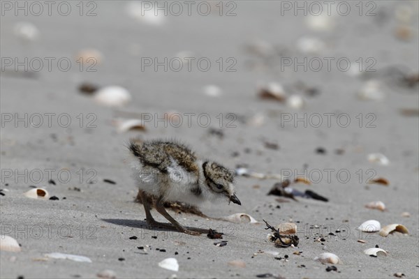 Common Ringed Plover or Ringed Plover (Charadrius hiaticula)