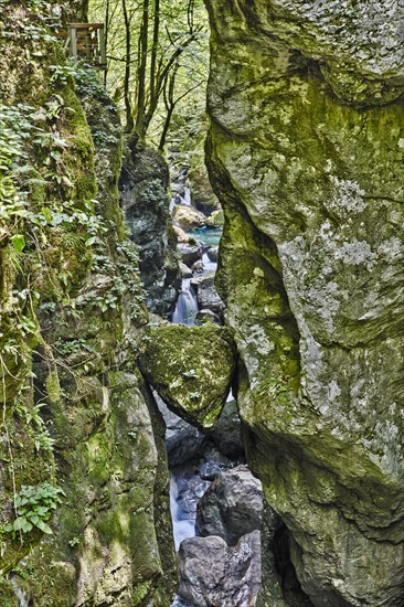 Bear's Head