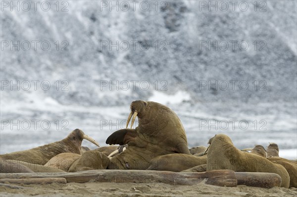 Pod of Walruses (Odobenus rosmarus) on a beach