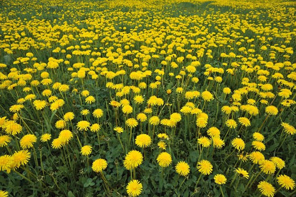 Flowering dandelion meadow (Taraxacum sect. Ruderalia)