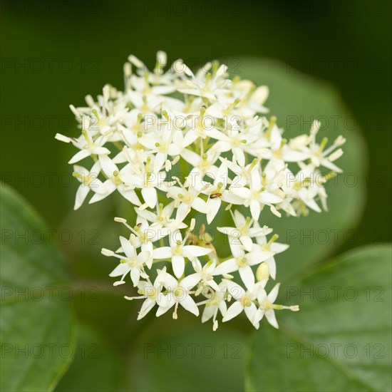 Common Dogwood (Cornus sanguinea)