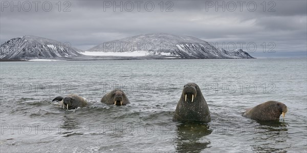 Pod of Walruses (Odobenus rosmarus) on a beach