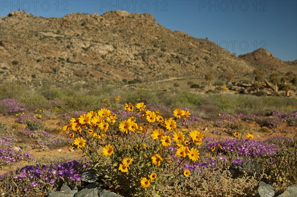 Landscape with spring flowers