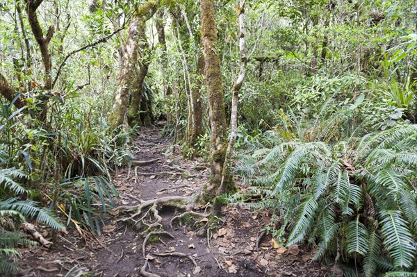 Hiking trail in dense tropical rain forest