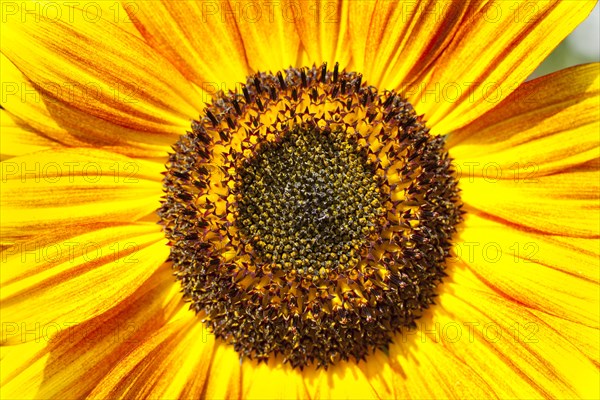 Inflorescence of a Sunflower (Helianthus annuus)